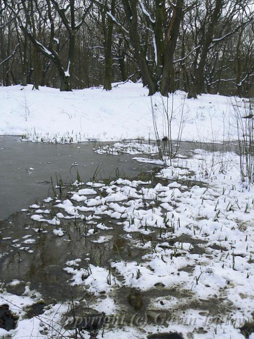 Ice patterns, Winter, Hampstead Heath P1070617.JPG